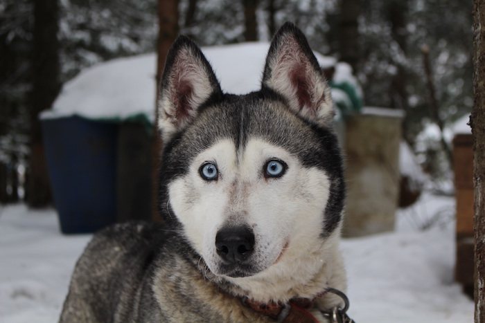 Siberian Husky