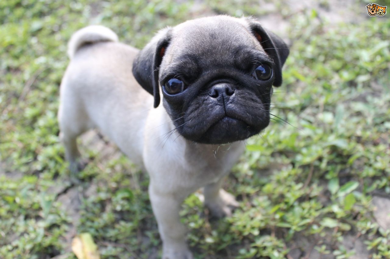 Pugs